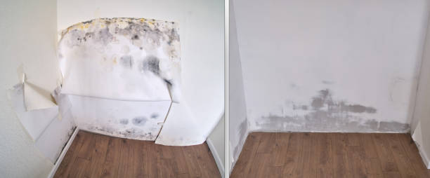  Man, IL Mold Removal Pros